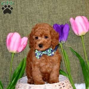 Wyatt, Toy Poodle Puppy