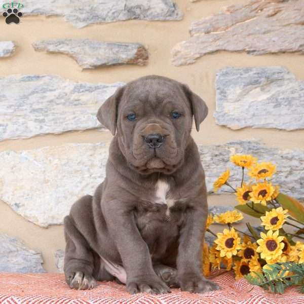 Yadon, Cane Corso Puppy