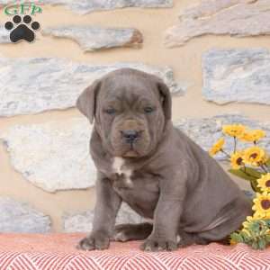 Yadon, Cane Corso Puppy