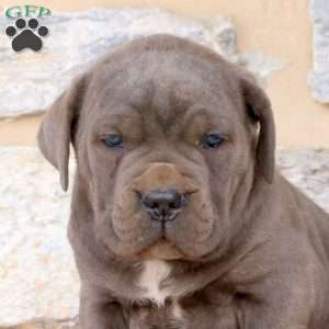 Yadon, Cane Corso Puppy