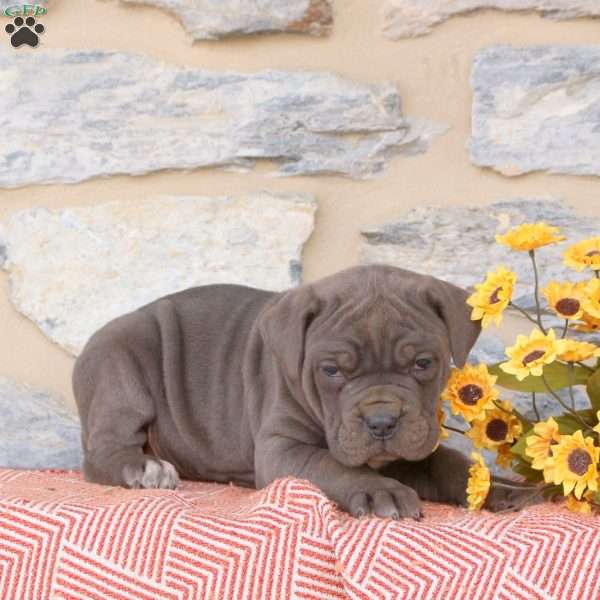 Yara, Cane Corso Puppy