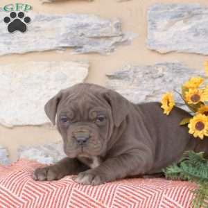 Yara, Cane Corso Puppy