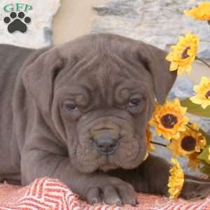 Yara, Cane Corso Puppy