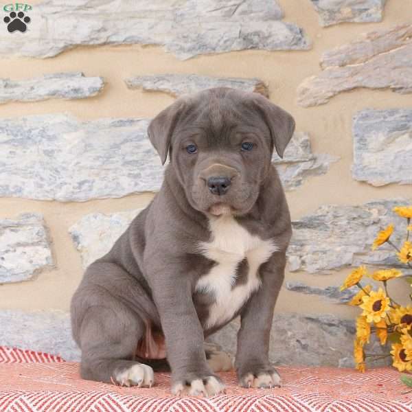 Yasmine, Cane Corso Puppy