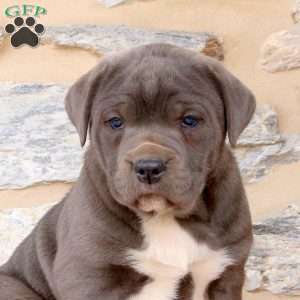 Yasmine, Cane Corso Puppy