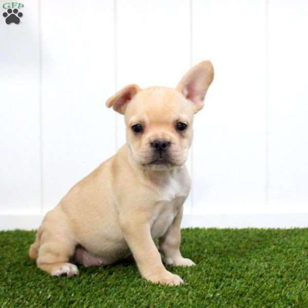 Yasmine, French Bulldog Puppy