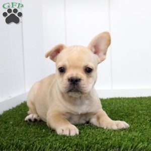 Yasmine, French Bulldog Puppy