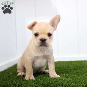 Yasmine, French Bulldog Puppy