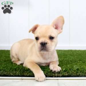 Yasmine, French Bulldog Puppy