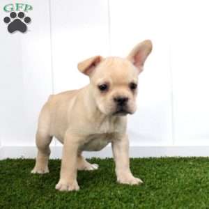 Yasmine, French Bulldog Puppy