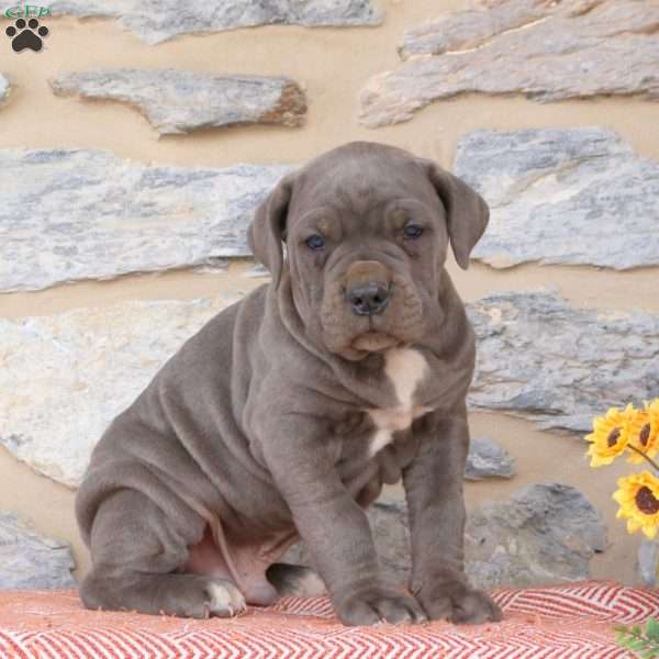 Yavin, Cane Corso Puppy