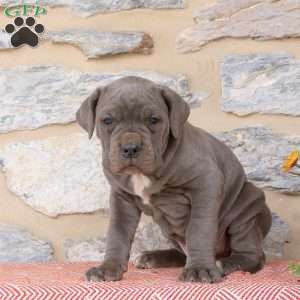 Yavin, Cane Corso Puppy