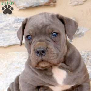 Yavin, Cane Corso Puppy