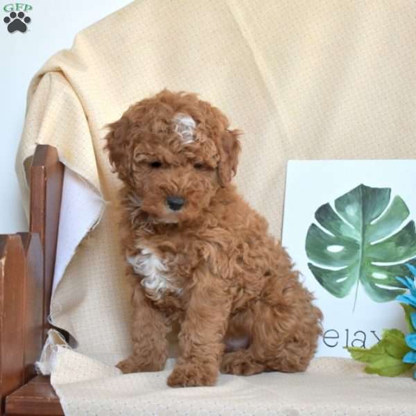 Yogi, Miniature Poodle Puppy