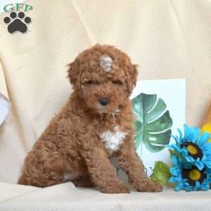 Yogi, Miniature Poodle Puppy