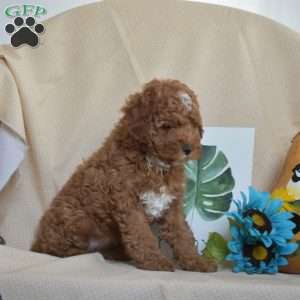 Yogi, Miniature Poodle Puppy