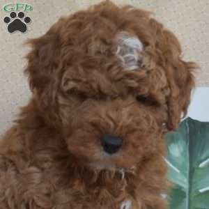 Yogi, Miniature Poodle Puppy