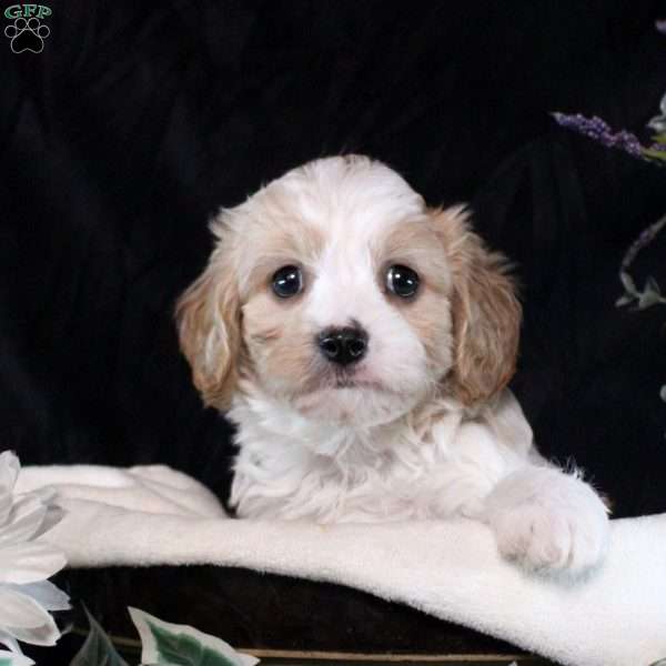 Yoshi, Cavachon Puppy