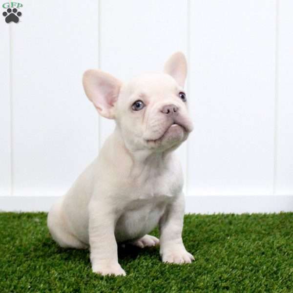 Yoshi, French Bulldog Puppy