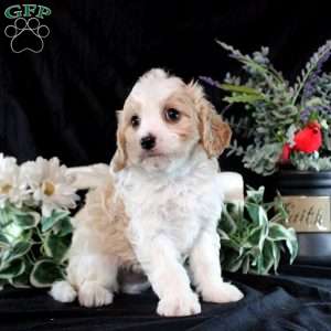 Yoshi, Cavachon Puppy