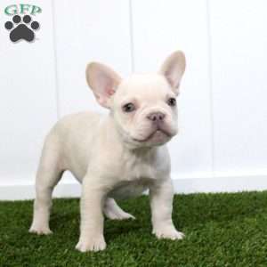 Yoshi, French Bulldog Puppy