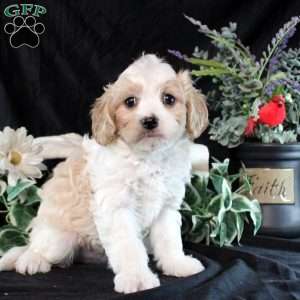 Yoshi, Cavachon Puppy