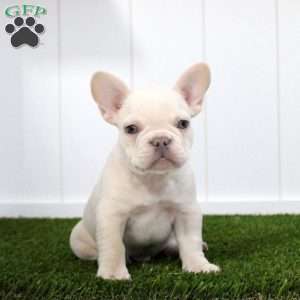 Yoshi, French Bulldog Puppy