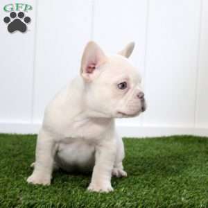 Yoshi, French Bulldog Puppy