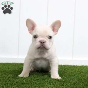 Yoshi, French Bulldog Puppy