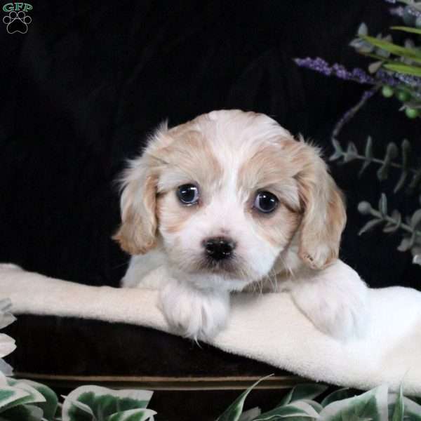 Yulianna, Cavachon Puppy