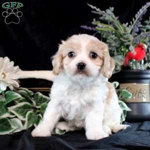 Yulianna, Cavachon Puppy