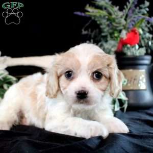 Yulianna, Cavachon Puppy