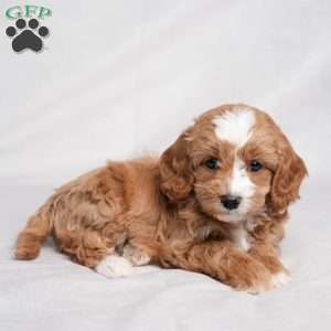 Zade, Cavapoo Puppy