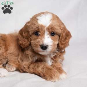 Zade, Cavapoo Puppy