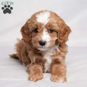 Zade, Cavapoo Puppy