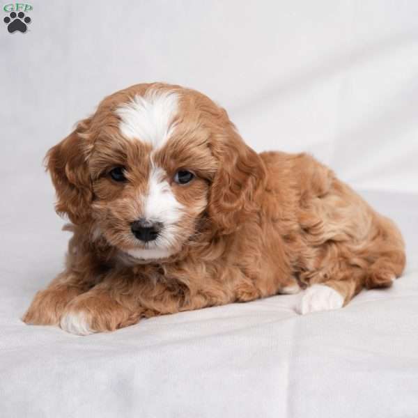 Zade, Cavapoo Puppy