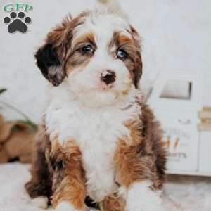 Zane (Micro), Mini Bernedoodle Puppy