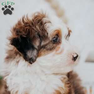 Zane (Micro), Mini Bernedoodle Puppy