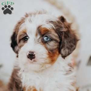 Zane (Micro), Mini Bernedoodle Puppy