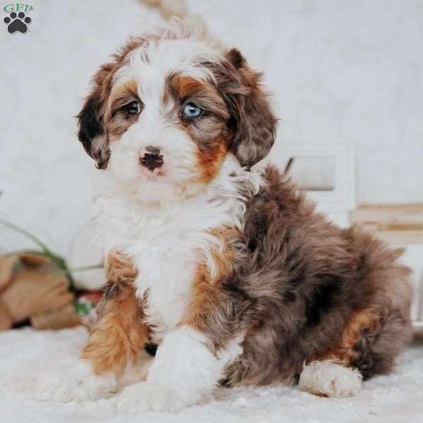 Zane (Micro), Mini Bernedoodle Puppy