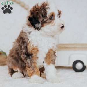 Zane (Micro), Mini Bernedoodle Puppy