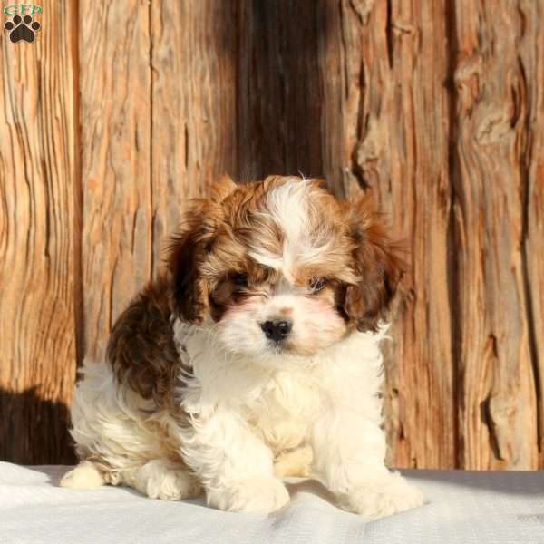 Zeke, Cavachon Puppy