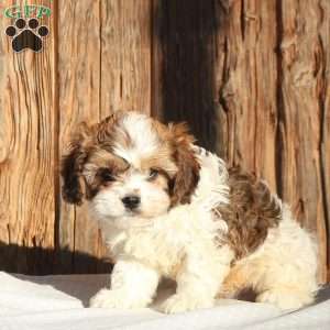 Zeke, Cavachon Puppy