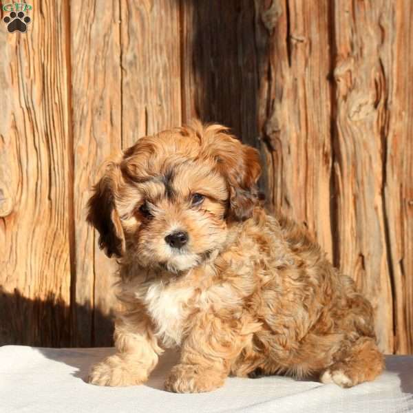 Zoe, Cavachon Puppy