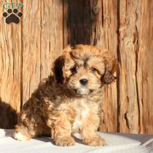 Zoe, Cavachon Puppy