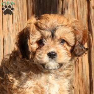 Zoe, Cavachon Puppy