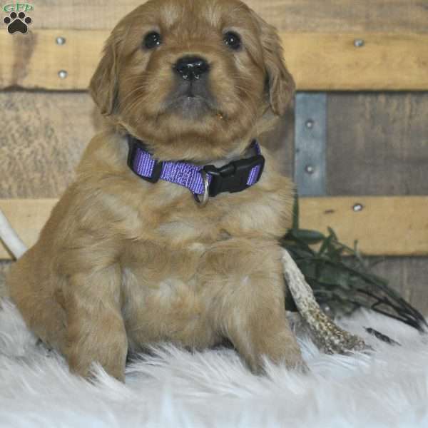 Laila, Golden Retriever Puppy