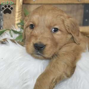 Laila, Golden Retriever Puppy