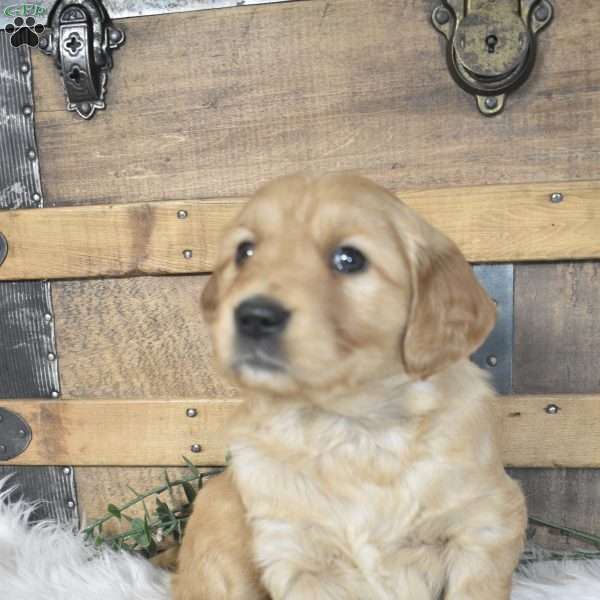 Lily, Golden Retriever Puppy