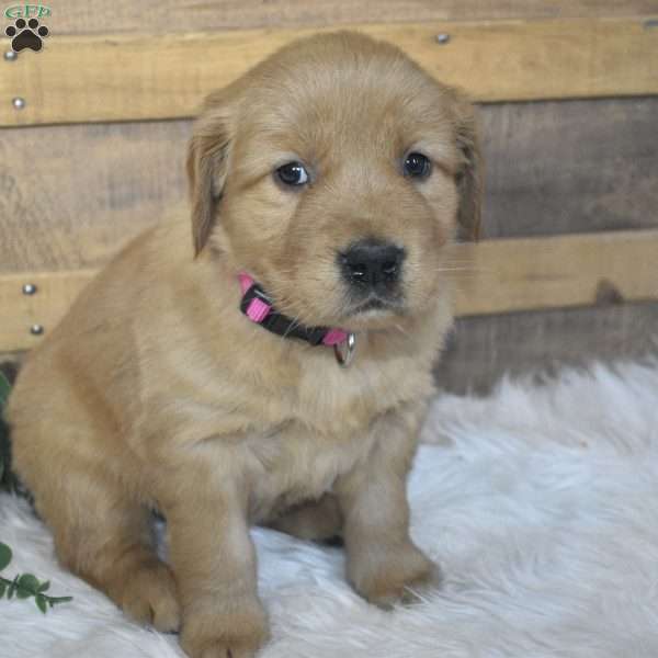 Lady, Golden Retriever Puppy